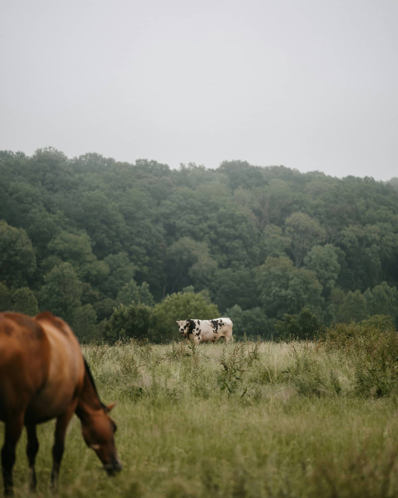 Pré normand dans la brume du matin, en lisière de bois